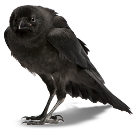 Raven PNG-71424